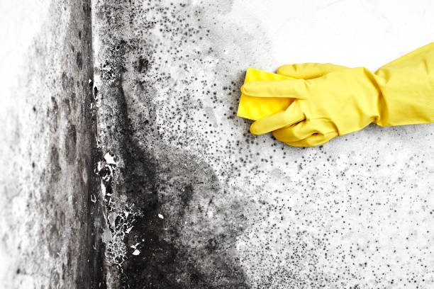 Best Residential Mold Remediation in Hampton, AR