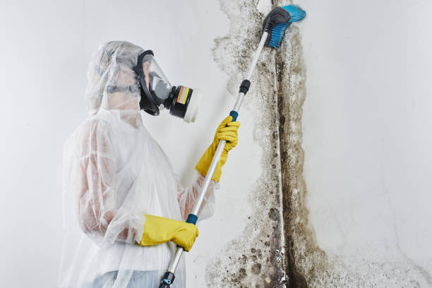 Reliable Hampton, AR Mold Remediation Solutions