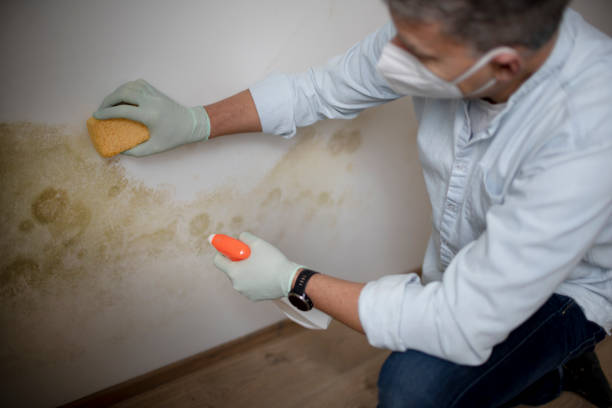 Best Post-Flood Mold Remediation in Hampton, AR