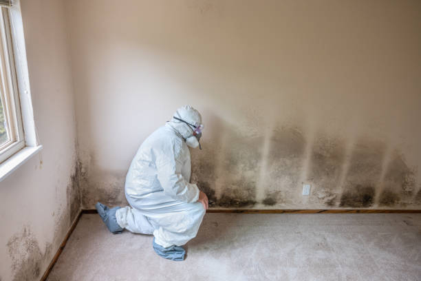 Best Kitchen Mold Remediation in Hampton, AR